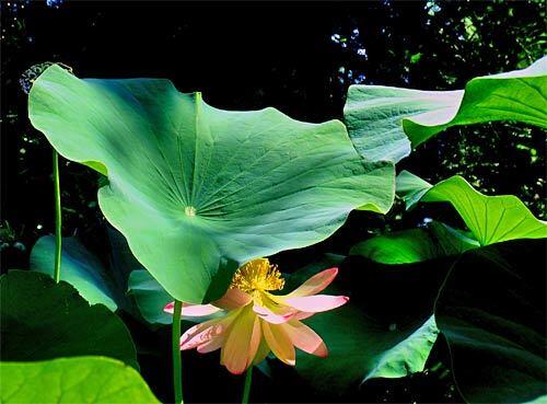 A lotus is in full blossom at La Landriana, which features an unusually wide variety of plants thanks to the work of Marquise Lavinia Taverna and Russell Page. The English garden architect brought order to Taverna's diverse tastes, creating artistic ensembles of texture, scent, shape and color.