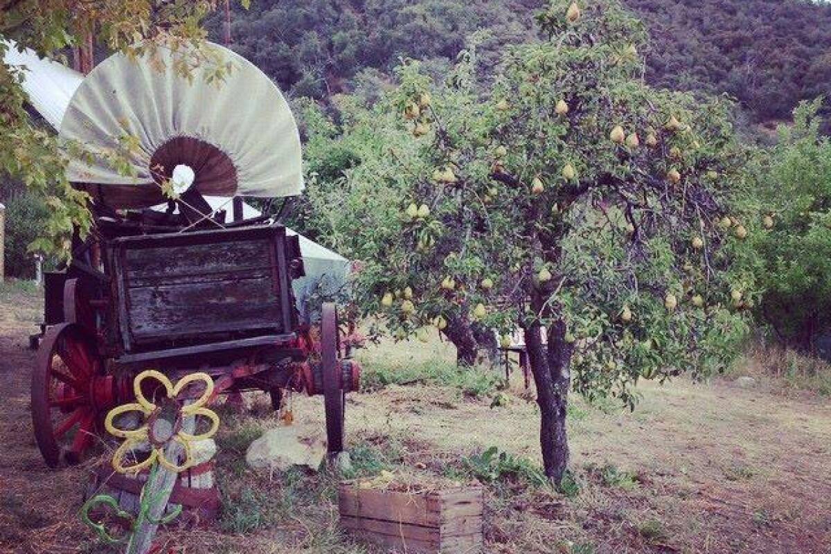 An apple tree and a wagon at Stone Pantry Orchard.