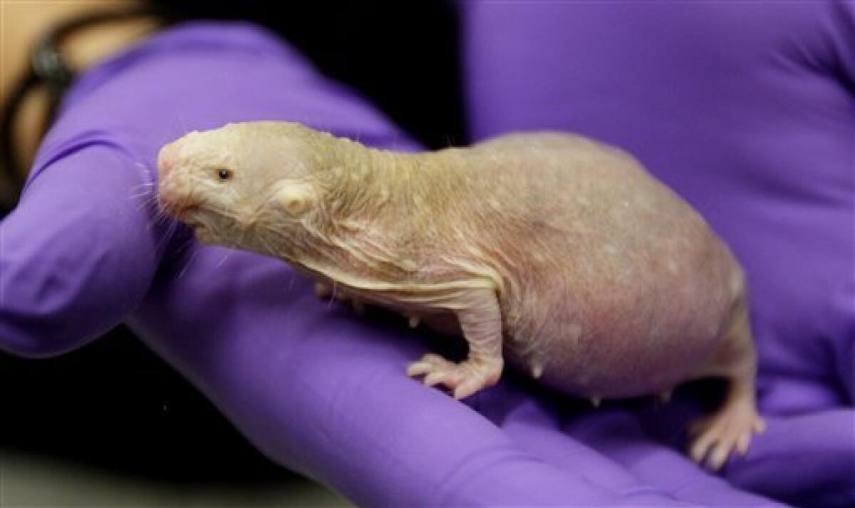 In this Oct. 21, 2009 photo, a pregnant naked mole rat is shown at the Barshop Institute at the UT Health Science Center in San Antonio. Naked mole rats are becoming more popular in research laboratories, where the seemingly invulnerable rodents have surprised scientists with their ability to live up to 30 years and their potential to offer insights into human health. They're being used to study everything from aging to cancer to strokes. (AP Photo/Eric Gay)
