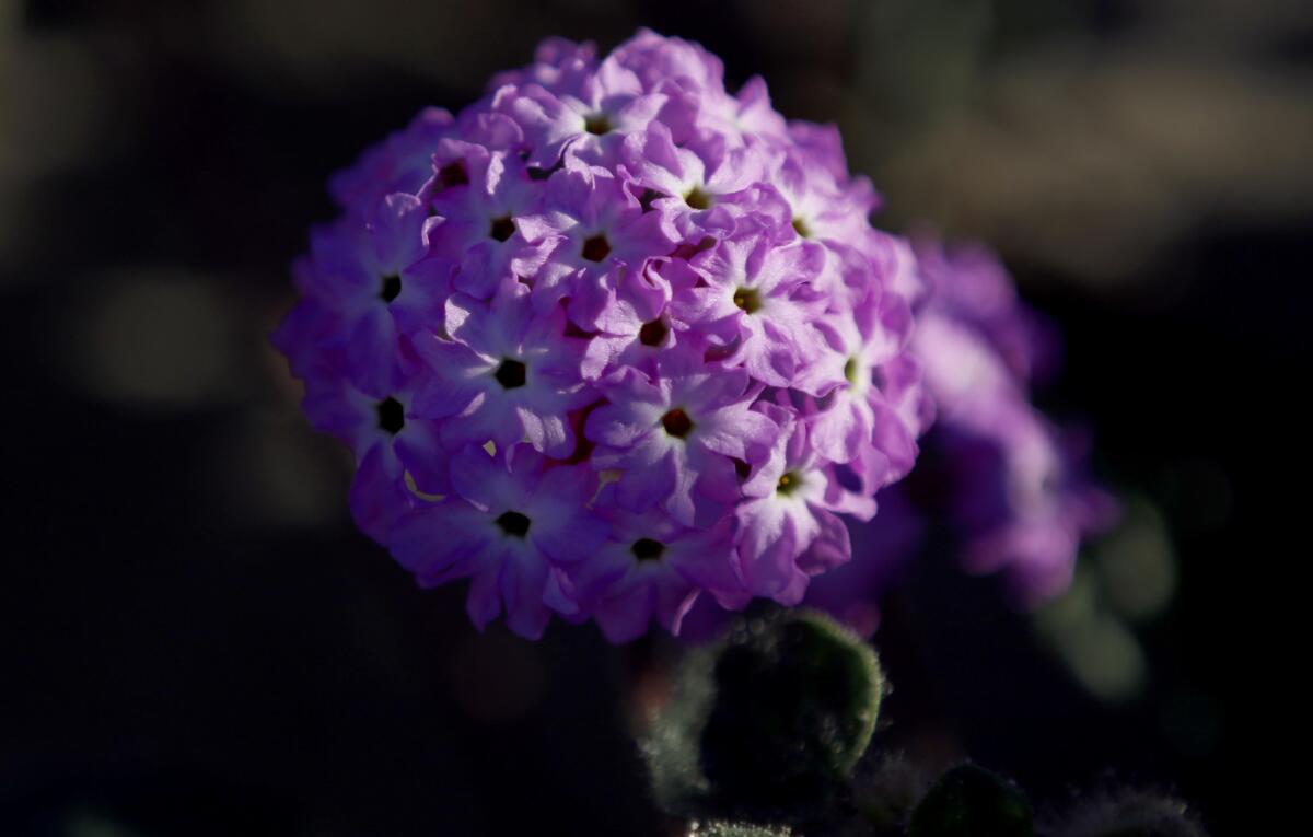 Sand Verbena blooms in the Anza-Borrego Desert State Park in San Diego County.