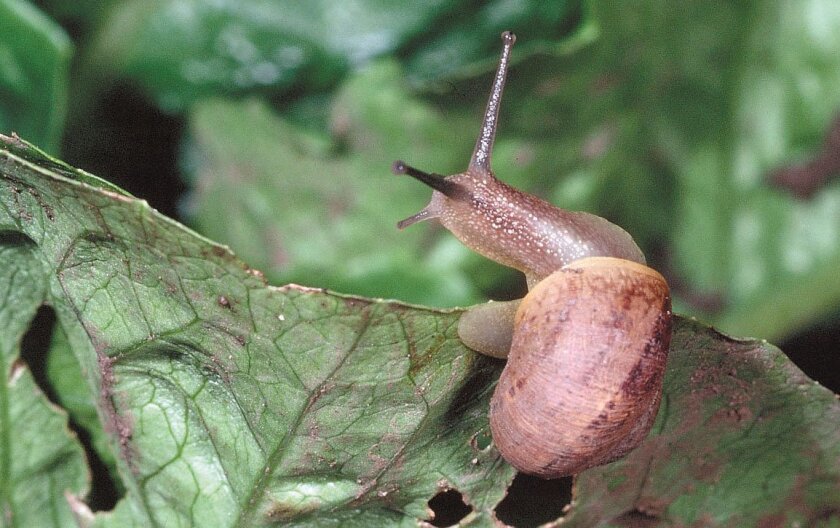 Stowaway Snails Slugs Could Be Hazardous The San Diego Union