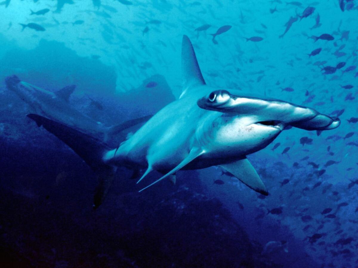 A hammerhead shark off Cocos Island, Costa Rica.