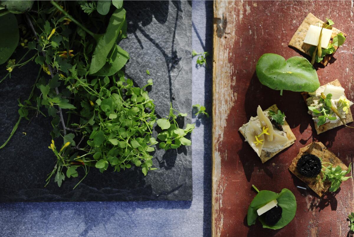 Pascal Baudar puts together crackers and cheese with cricket hummus, black walnuts, yucca shoots, wild radish, olives, yellow flower mustard greens, chickweed and white radish pods.