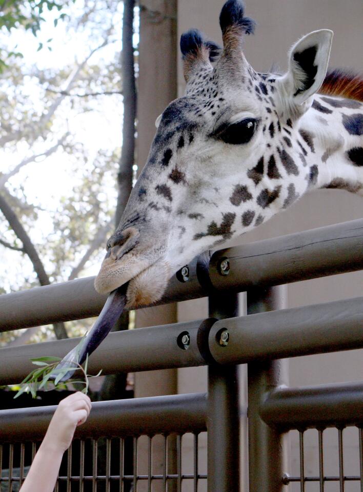 Photo Gallery: Guests can feed the giraffes at the Los Angeles Zoo