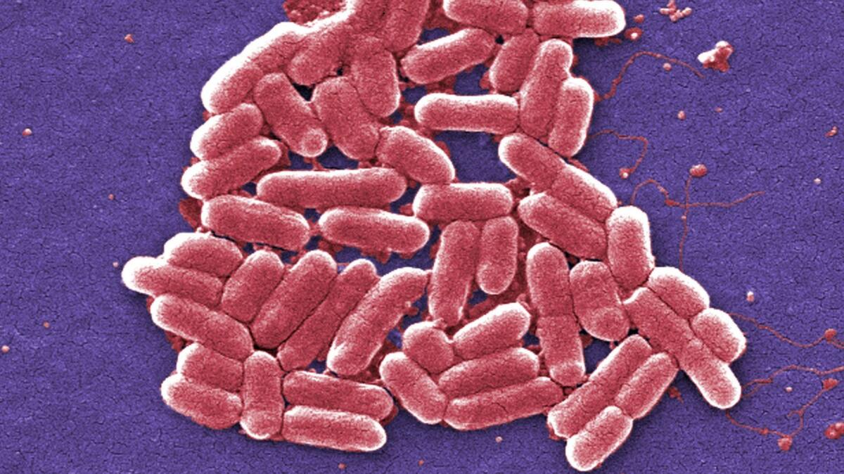 An increasing number of E. coli bacteria, shown here, are resistant to colistin, an antibiotic of last resort.