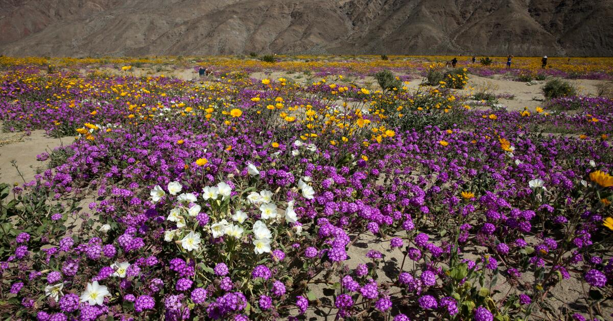 This popular SoCal hiking spot is bursting with wildflowers — and bighorn sheep