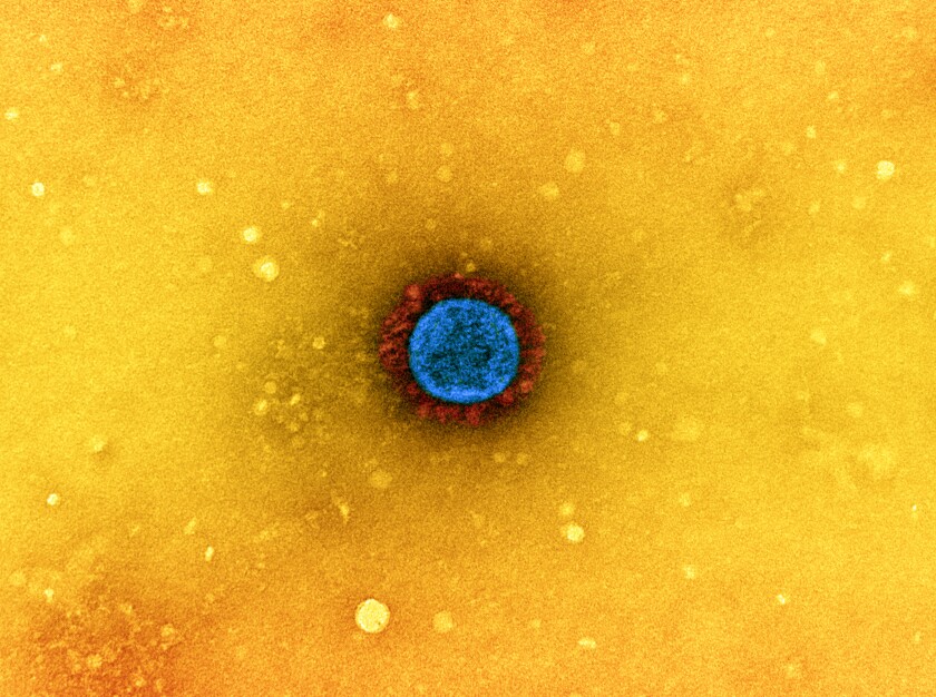 A magnified view of a coronavirus particle