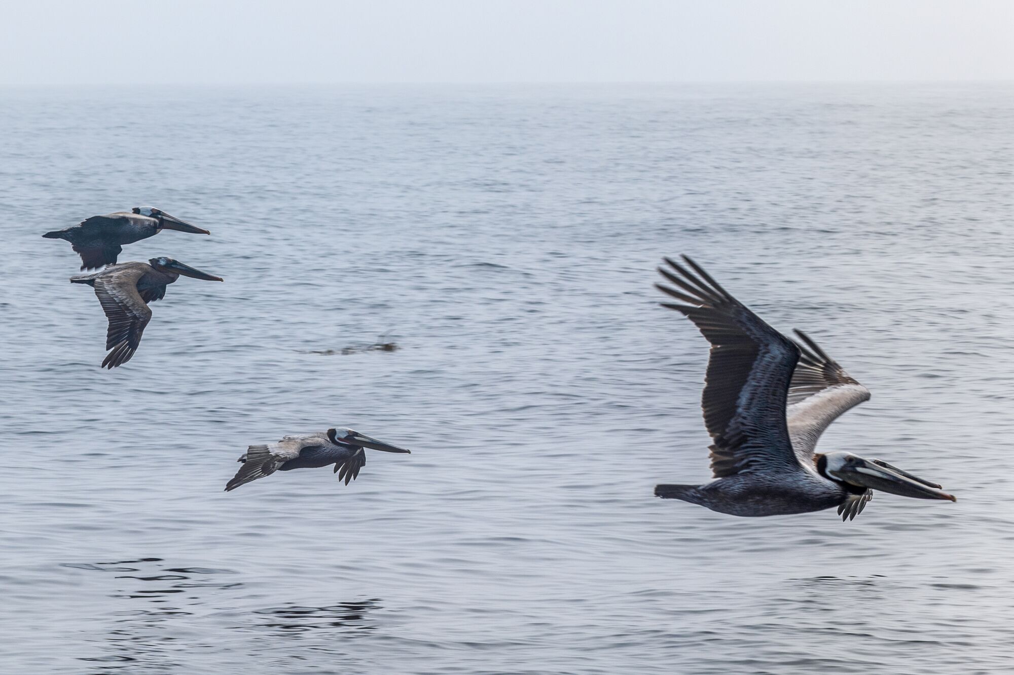 Brown pelicans fly alongside our boat for a moment, coming out of the fog and disappearing back into it in silence.