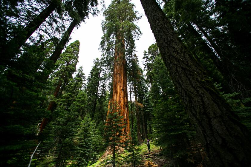 SEQUOIA NATIONAL PARK, CALIF. -- WEDNESDAY, AUGUST 5, 2015: Anthony Ambrose climbs up a Sequoia tree after properly rigging it with a rope to conduct drought research in Sequoia National Park, Calif., on Aug. 5, 2015. (Marcus Yam / Los Angeles Times)
