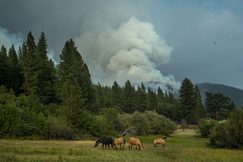 GREENVILLE, CA - AUGUST 08, 2021: Horses graze in a field off of North Valley Road in Greenville as the Dixie Fire continues to burn near the town. (Mel Melcon / Los Angeles Times)
