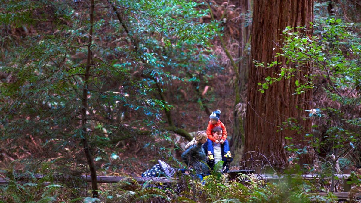 Skip the $10 per person entrance fee to Muir Woods National Monument in Mill Valley, Calif., on selected days in April. It's all in celebration of National Park Week.