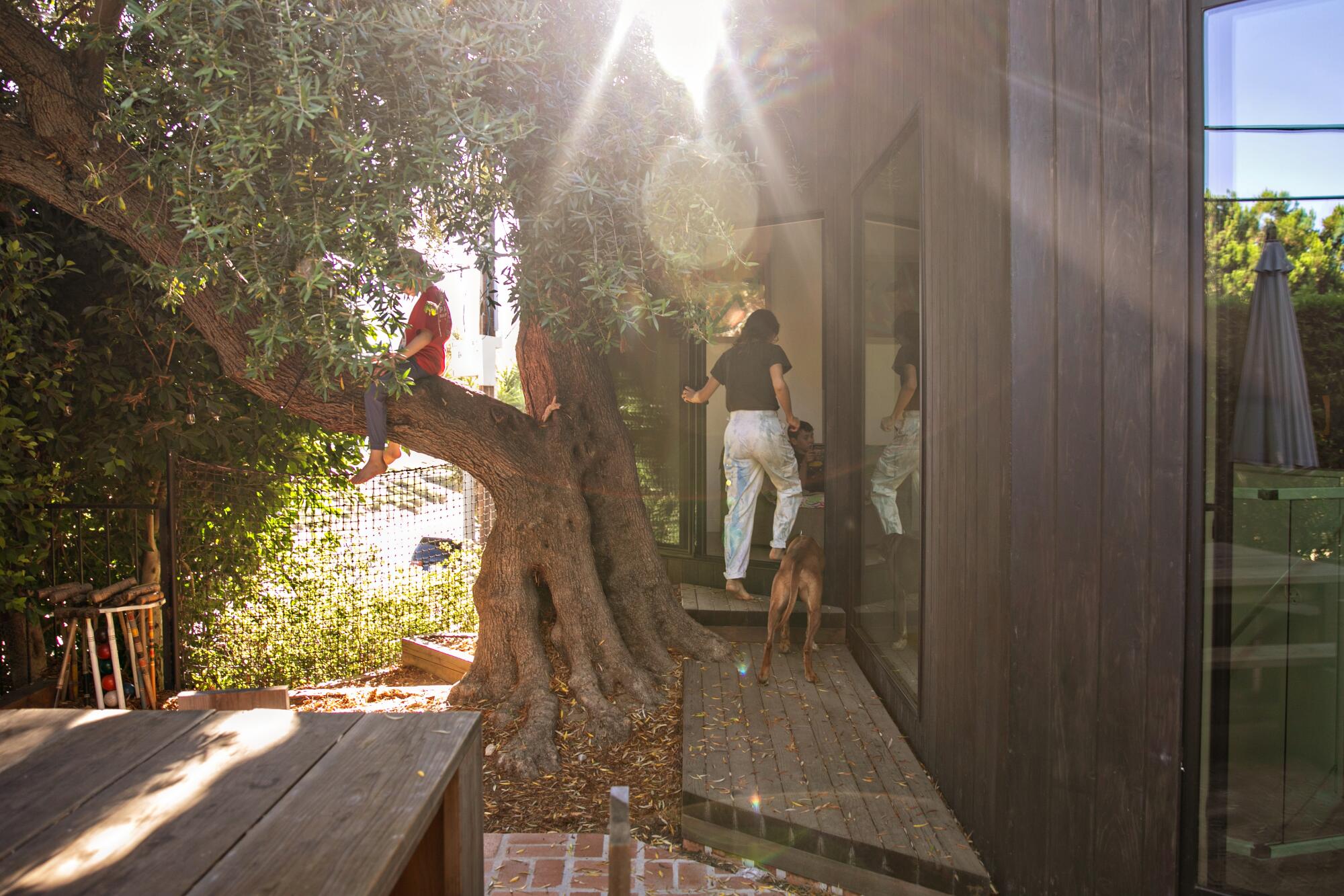 Olive tree inspires gorgeous Silver Lake remodel near reservoir