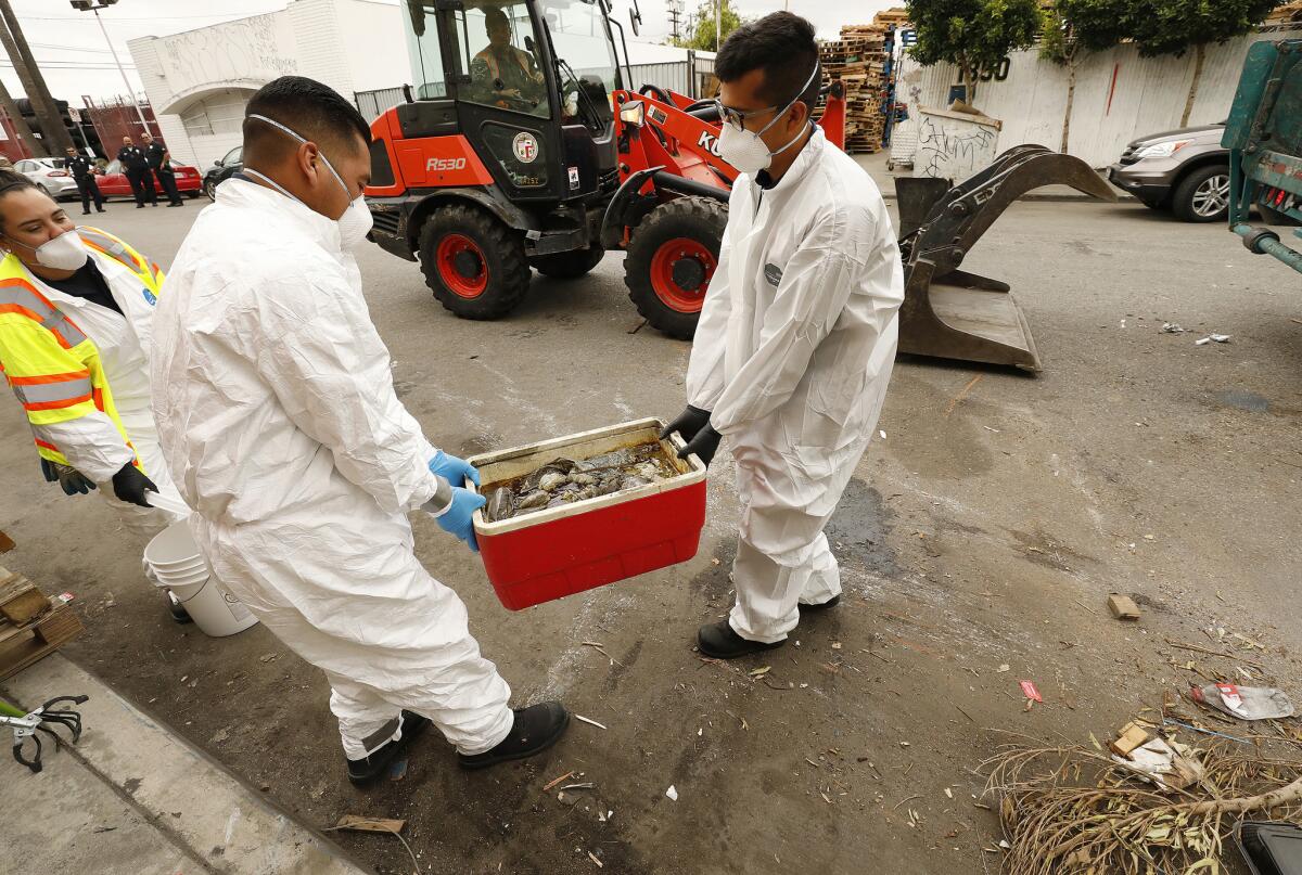 Members of the Watershed Protection Division of Los Angeles Bureau of Sanitation remove a cooler containing oil as they secure the scene of hazardous materials. (Al Seib / Los Angeles Times)