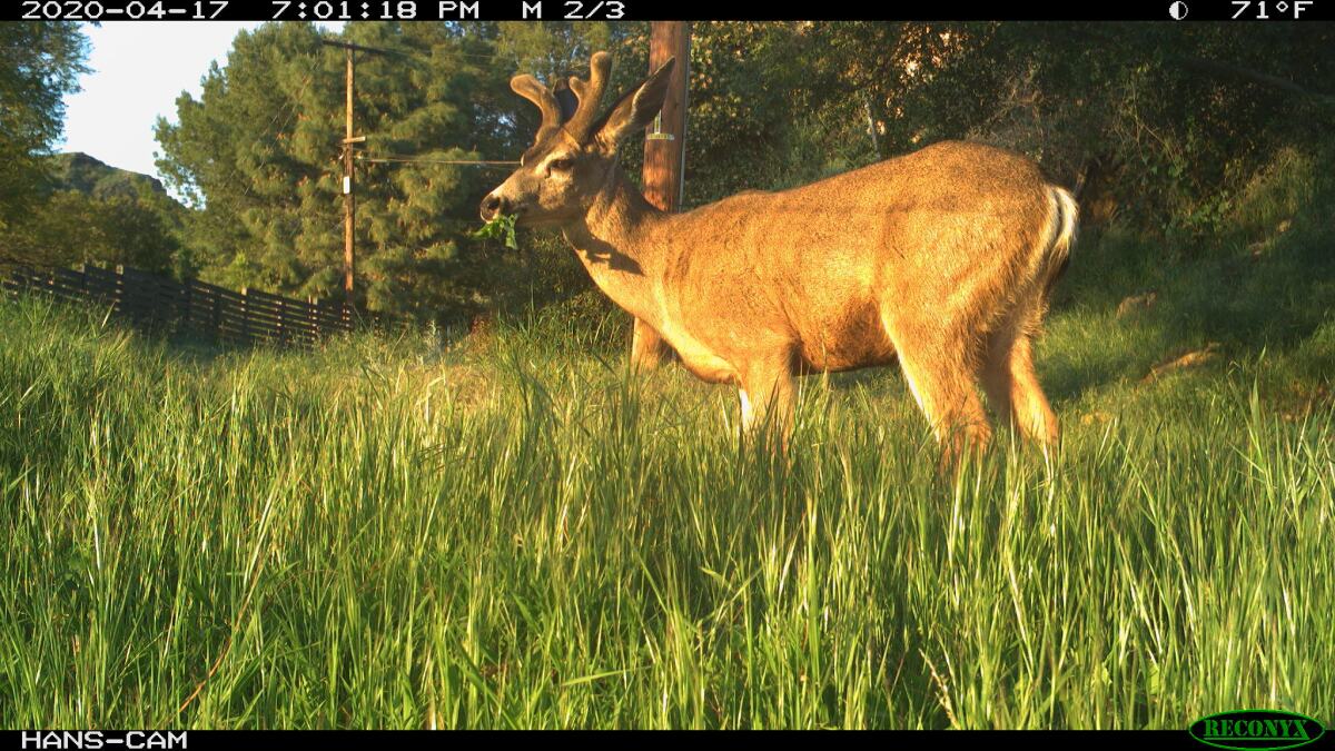 Image of a deer captured on April 17, 2020 from a remote camera just outside the boundary to Griffith Park.