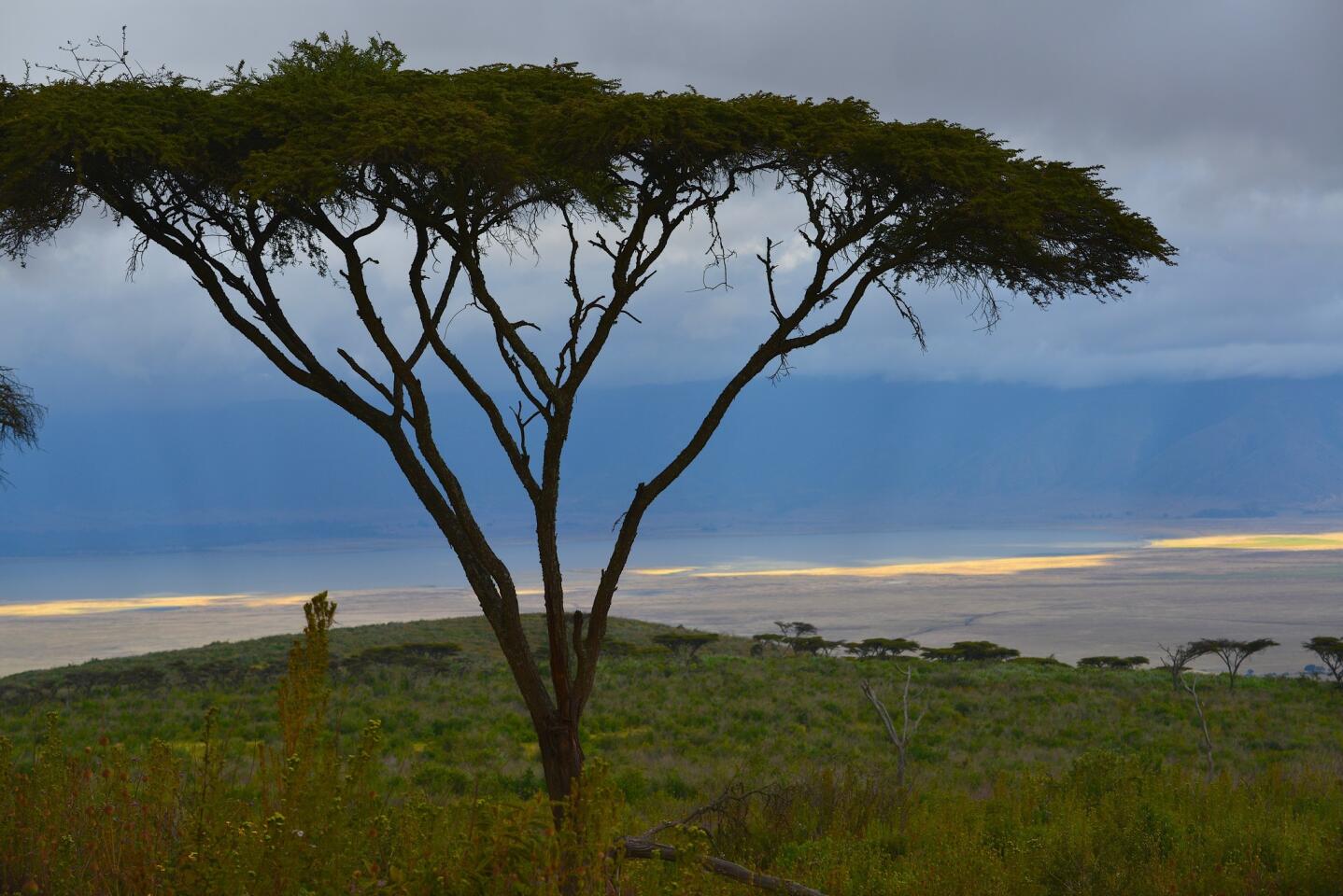 Acacia tree