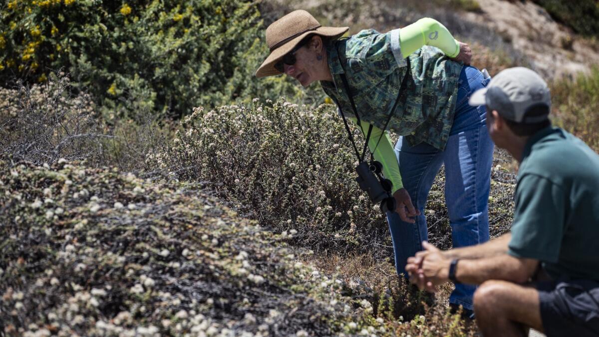 Biologist Ann Dalkey and native habitat enthusiast Jim Montgomery stare at a patch of sea-cliff buckwheat plants looking for the endangered El Segundo blue butterfly at Miramar Park in Redondo Beach.