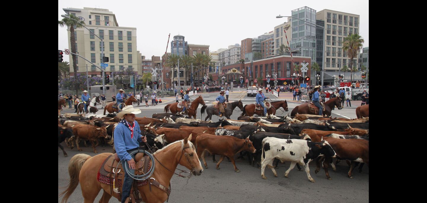A cattle drive moves past the San Diego Convention Center on Harbor Drive before going through the Gaslamp Quarter in the background.