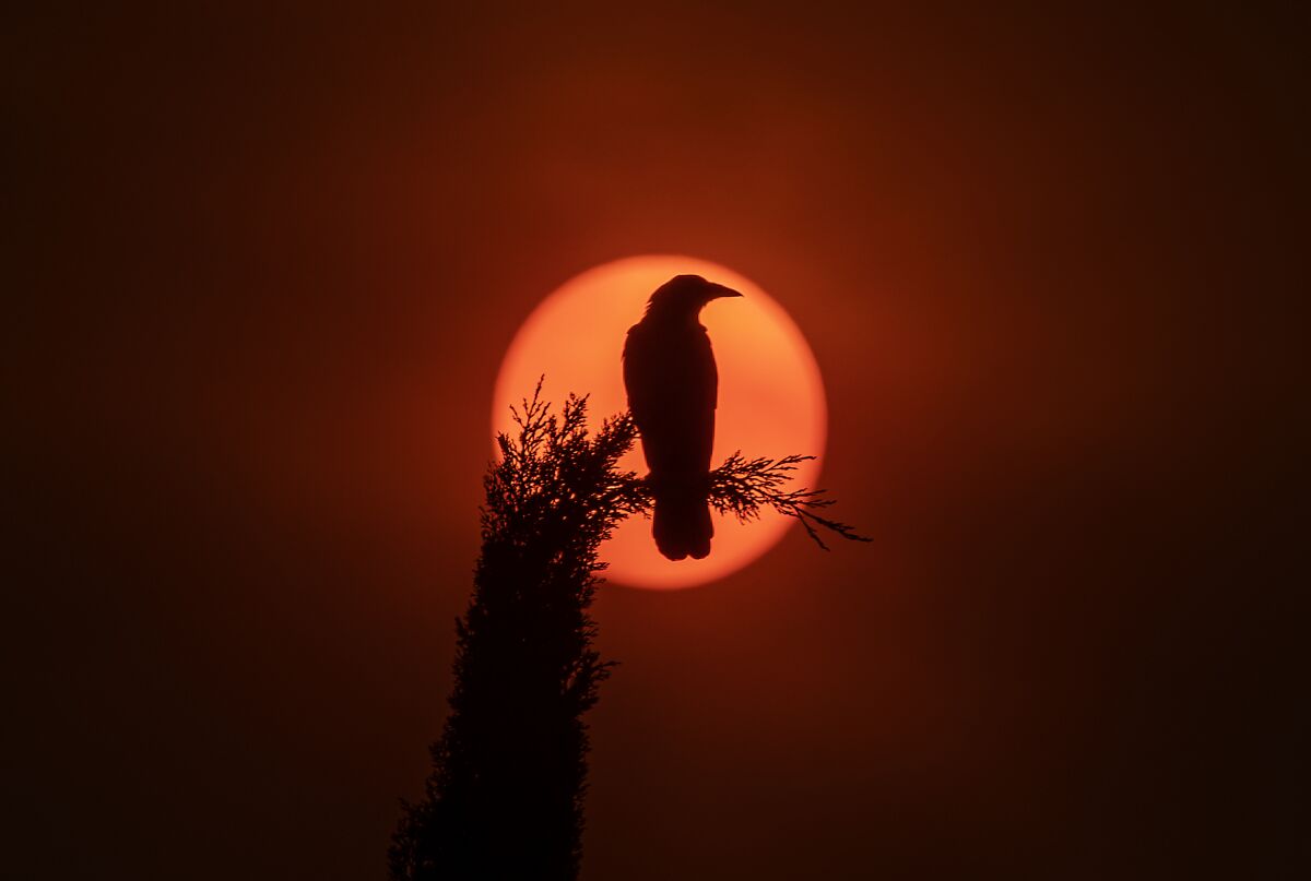A crow sits on a branch as ash from the wildfires emits an orange glow