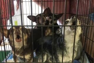 Dogs rescued from the fire are safe in the Oroville shelter, south of Paradise, California on November 16, 2018. - Pets are entrusted to 3 shelters set up in the neighboring areas of Paradise, epicenter of the fierce "Camp" fire that so far leaves 71 dead and more than 1,000 people missing. (Photo by Javier TOVAR / AFP) / TO GO WITH AFP STORY BY JAVIER TOVAR: California wildfire refugees find help with beloved pets (Photo credit should read JAVIER TOVAR/AFP via Getty Images)