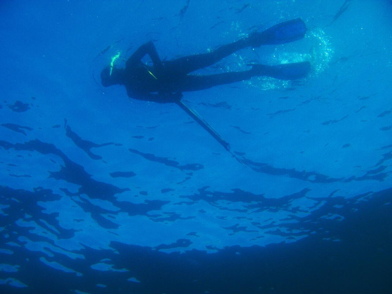 Spearfishing off Catalina Island