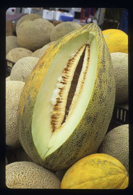 Melon harvest