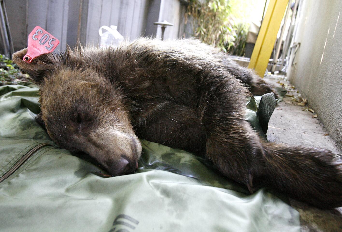 A sedated yearling black bear lies in a breeze way of a residence on the 300 block of Baptiste Way in La Canada Flintrdige on Monday, May 13, 2013.