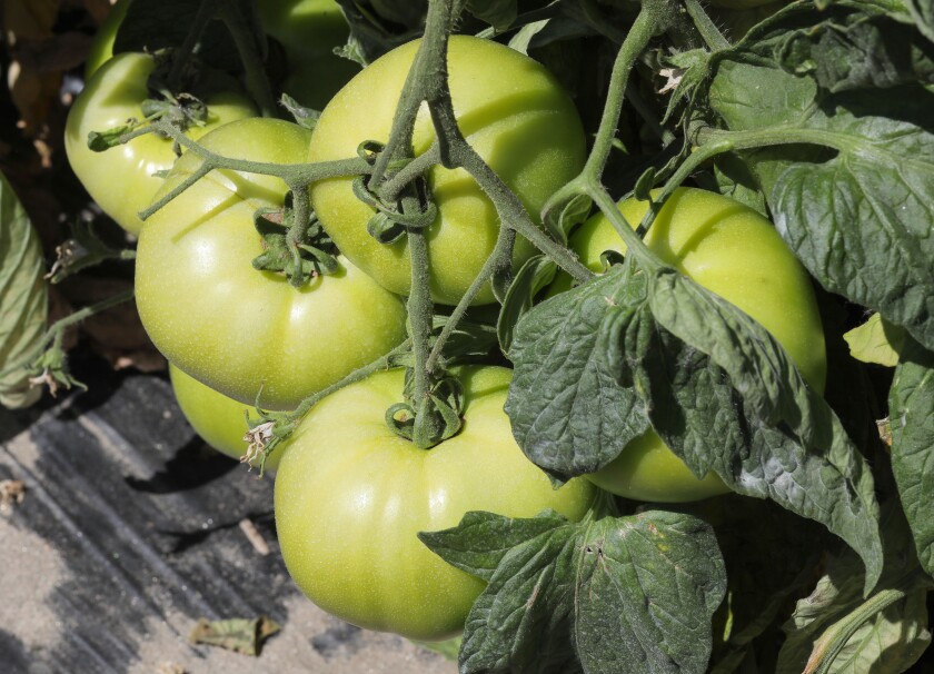 A cluster of big green tomatoes ripening on the vine