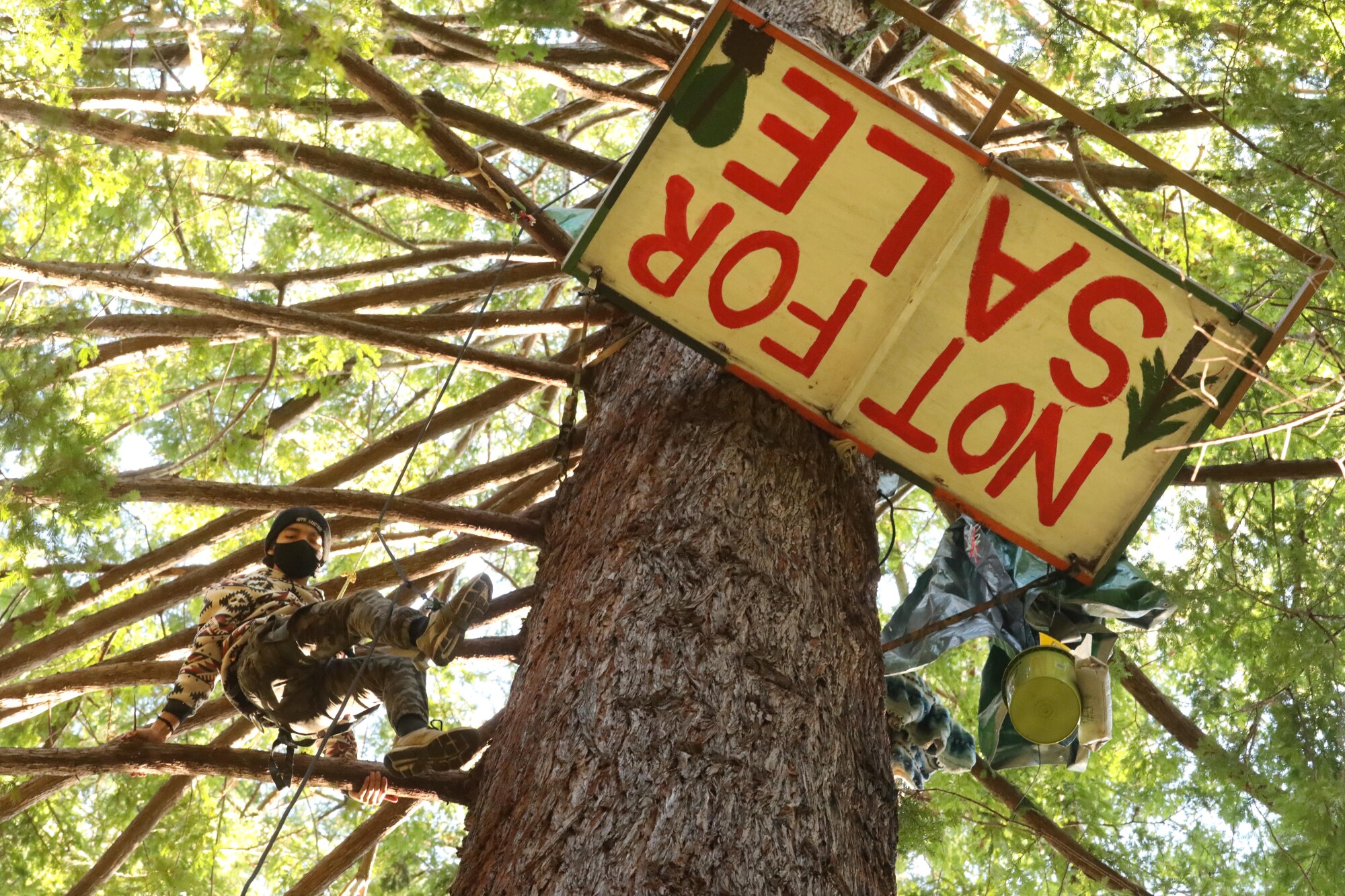 A 16-year-old activist ascends a redwood tree named Gemini.