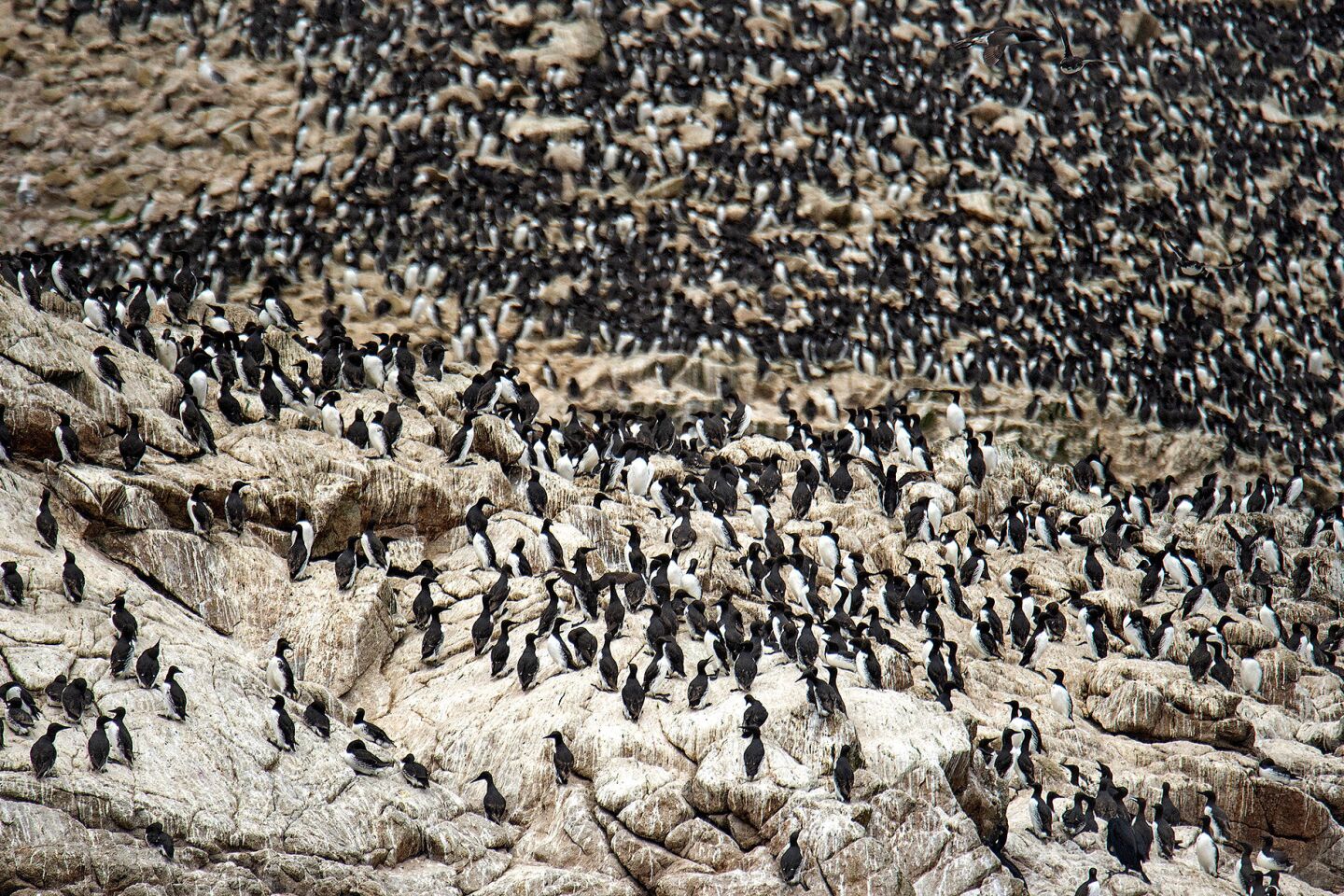 Wildlife thrives on the Farallon Islands — for now