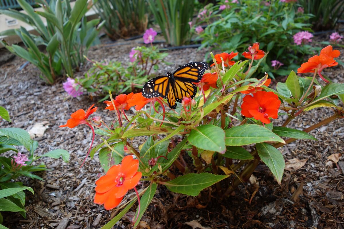 Seniors at White Sands La Jolla have been boosting the monarch butterfly population, among other environmental projects.