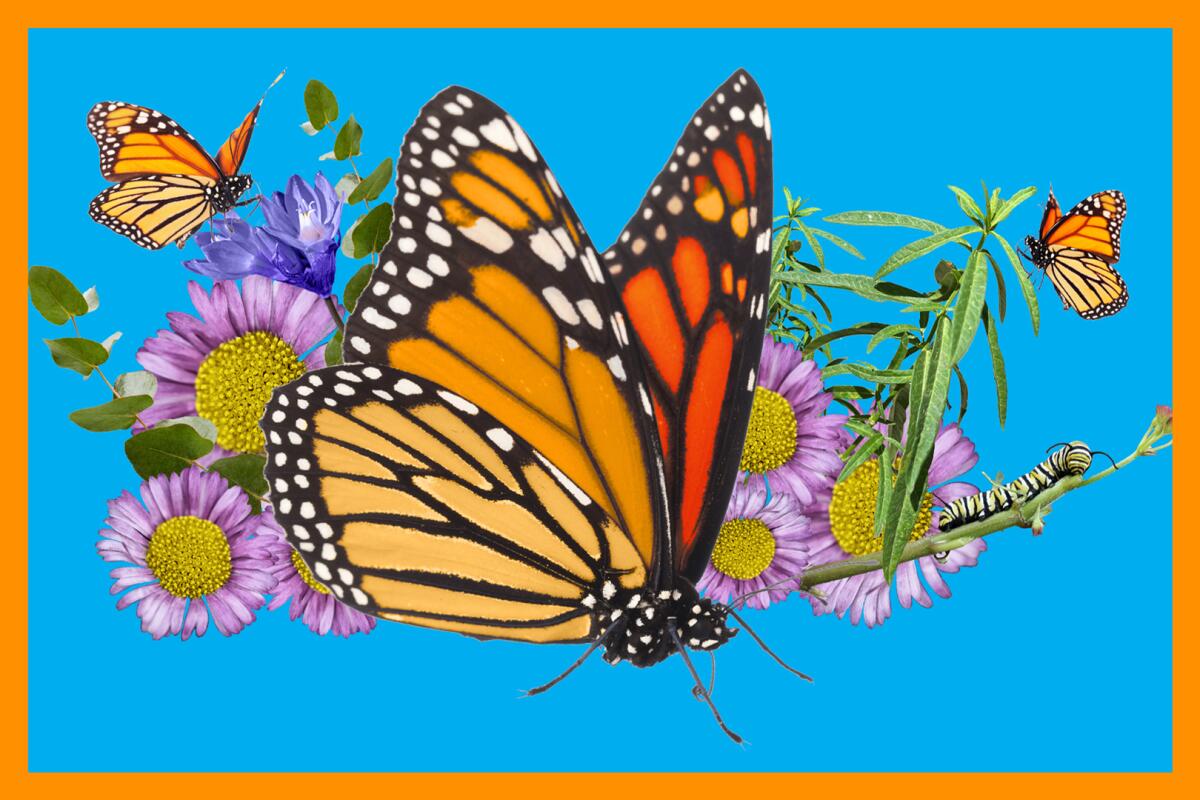 A photo collage of Monarch butterflies and various plants