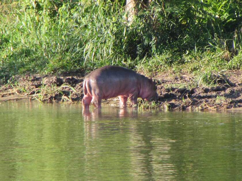 jeden z kolumbijských hrochů kokainu se pase na břehu řeky Magdaleny.