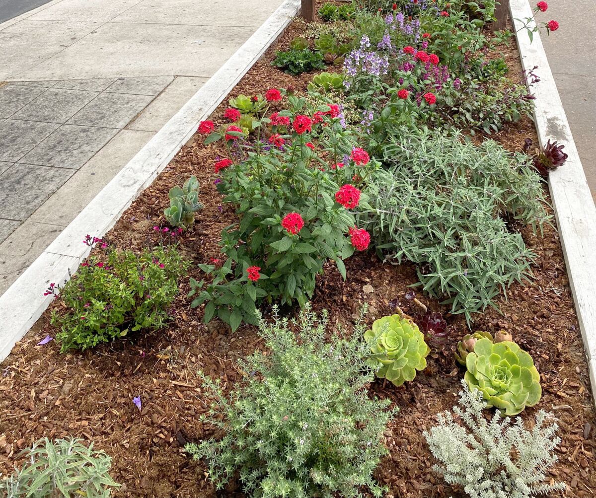 The planting in this colorful garden box was designed by Eve Anderson of the Garnet Block Captains program.