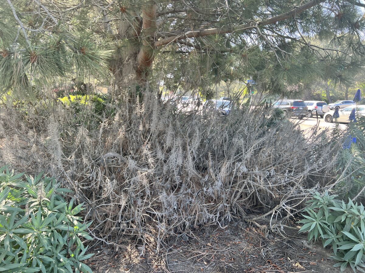 An April 25 visit to La Jolla's "The Throat" reveals large dead bushes and more.