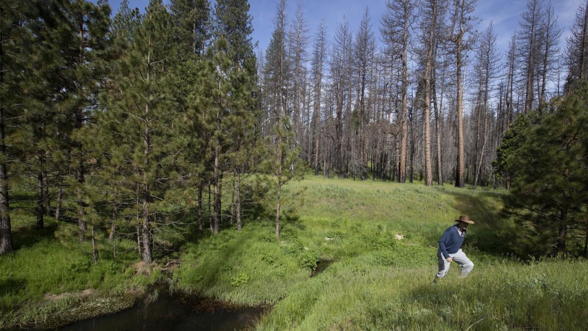Chad Hanson, executive director of the John Muir Project, walks through a meadow near in Stanislaus National Forest.
