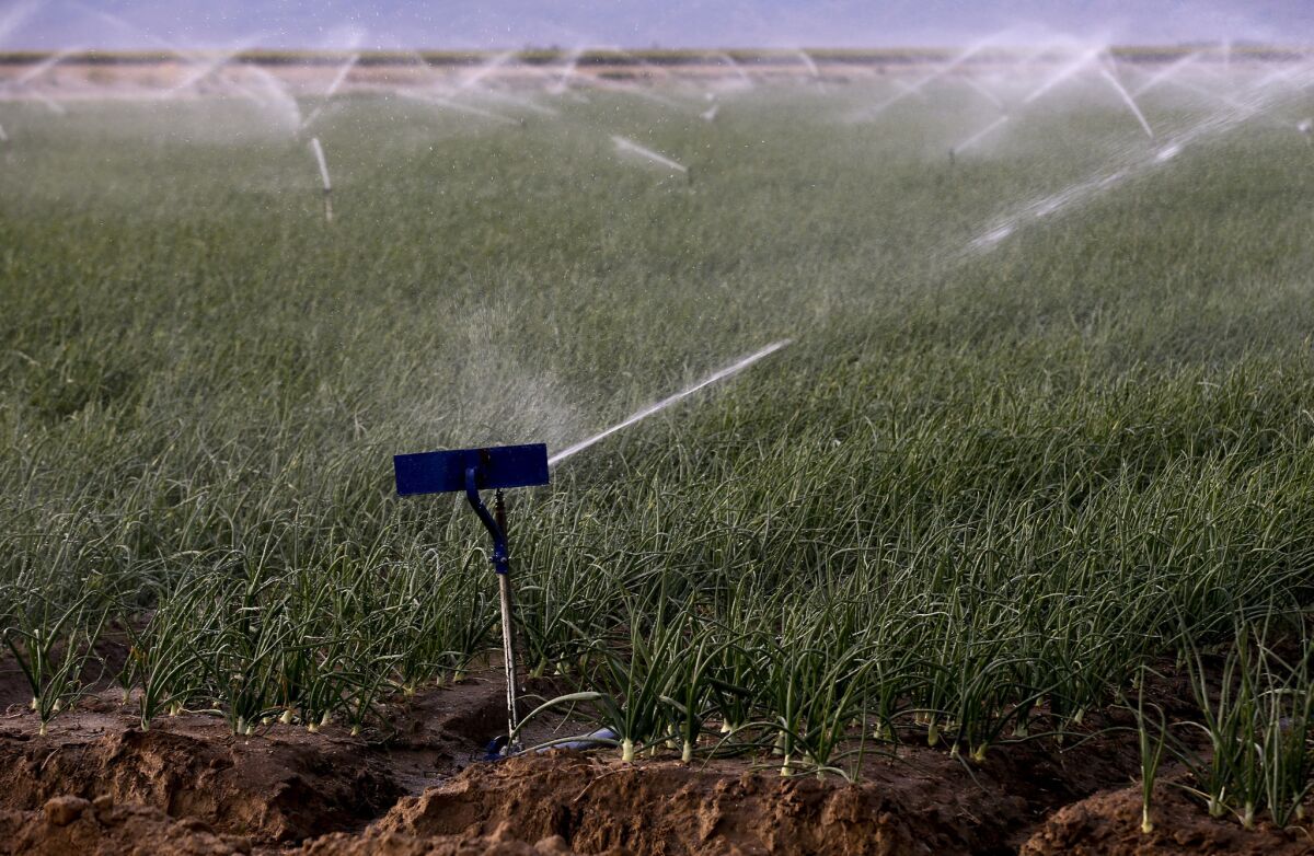 The Central Valley stretches 450 miles from Bakersfield north to Redding. Above, sprinklers work on the crops at Valpredo Farms south of Bakersfield in April.