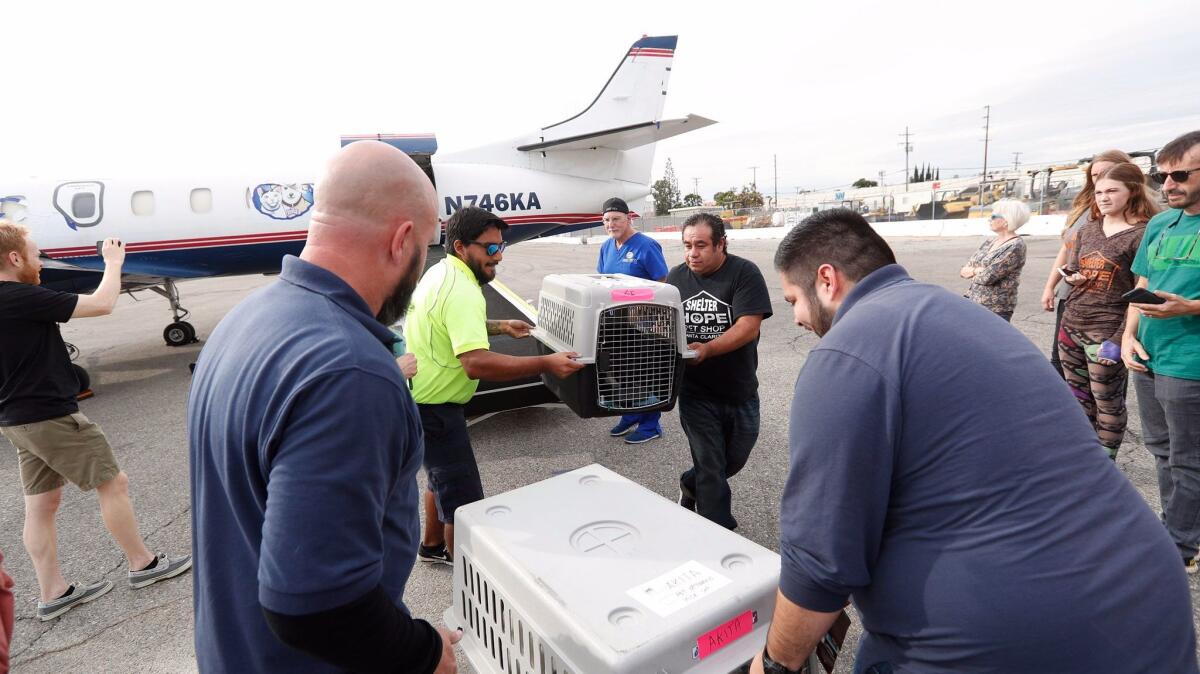 Pet handlers from all around Southern California help unload a plane filled with pets in crates, arriving from Houston, Texas, at Atlantic Aviation in Burbank on Thursday, November 16, 2017.