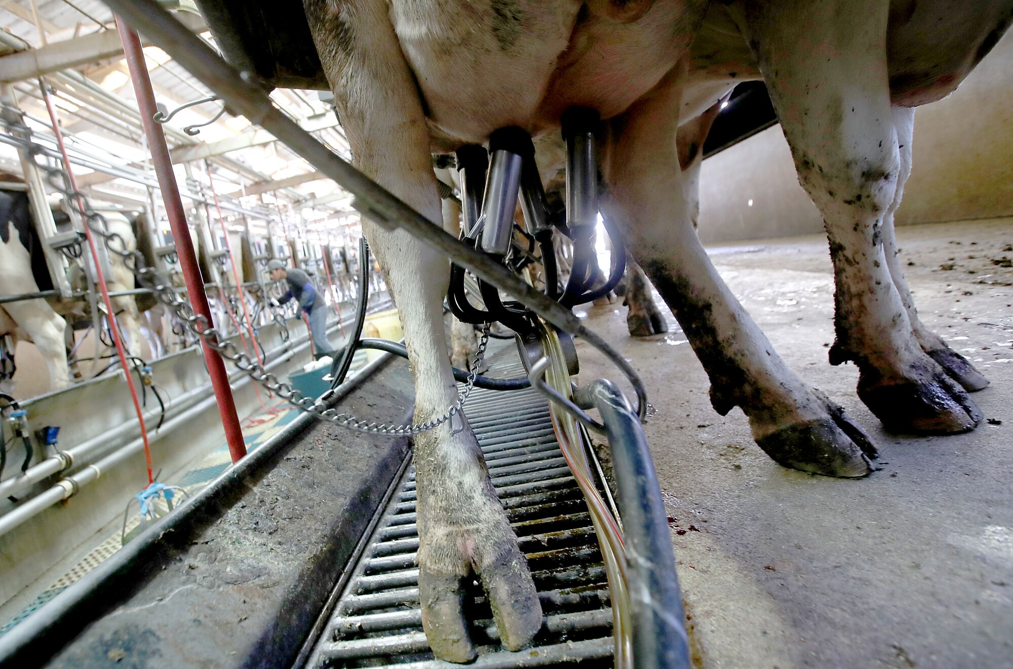 A close-up of udders being milked by a machine and cow legs.