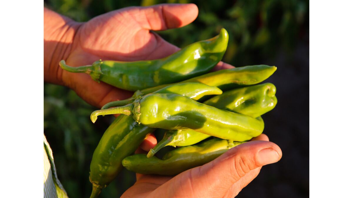 Farmer Sergio Grajeda holds green Hatch chiles from his fields in Hatch, NM.
