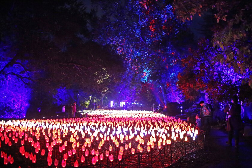 Gardening Datebook Pumpkins Aglow At Descanso Gardens And Mystery