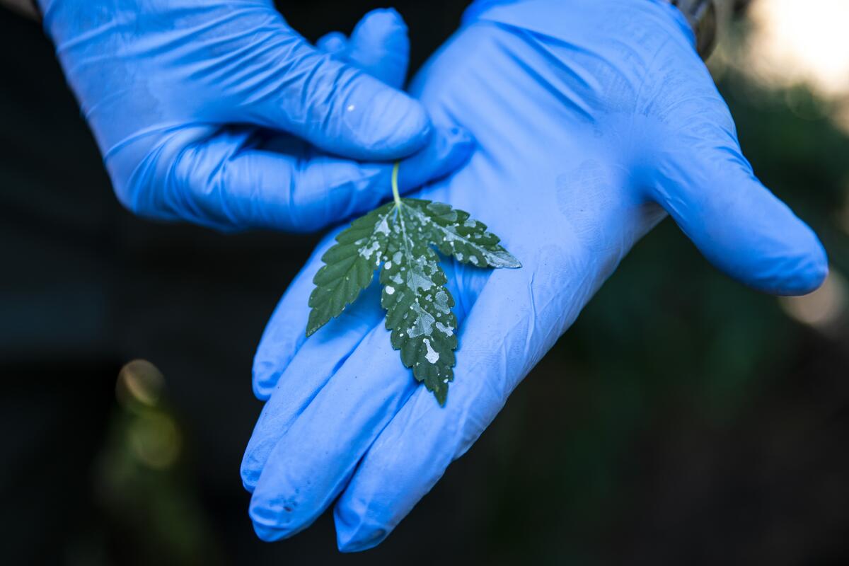 Marijuana leaf that has traces of carbofuran
