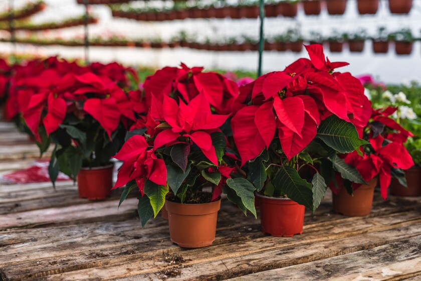 Poinsettias in a greenhouse. At home, they need bright light, moderate temperatures and moist, not wet soil. 