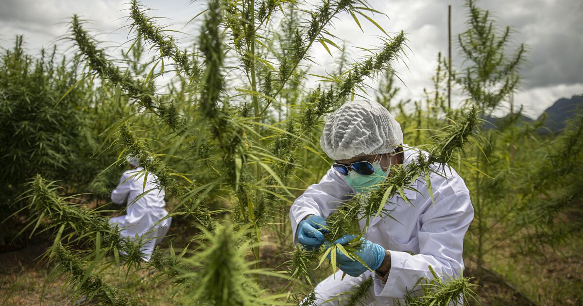 Photo of Forget California: This country wants to become the new king of weed