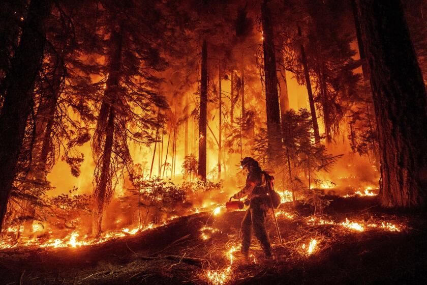 Un bombero quema maleza para tratar de frenar el avance de un incendio cerca de Mill Creek en el condado de Tehama, California, el 7 de agosto de 2024. (AP Foto/Noah Berger)