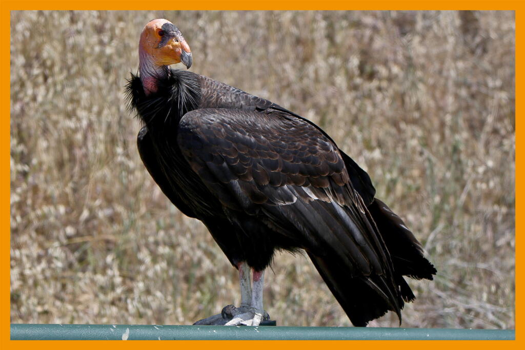 Condor Rescue Here's how to spot California condors near Los Angeles - Los Angeles Times