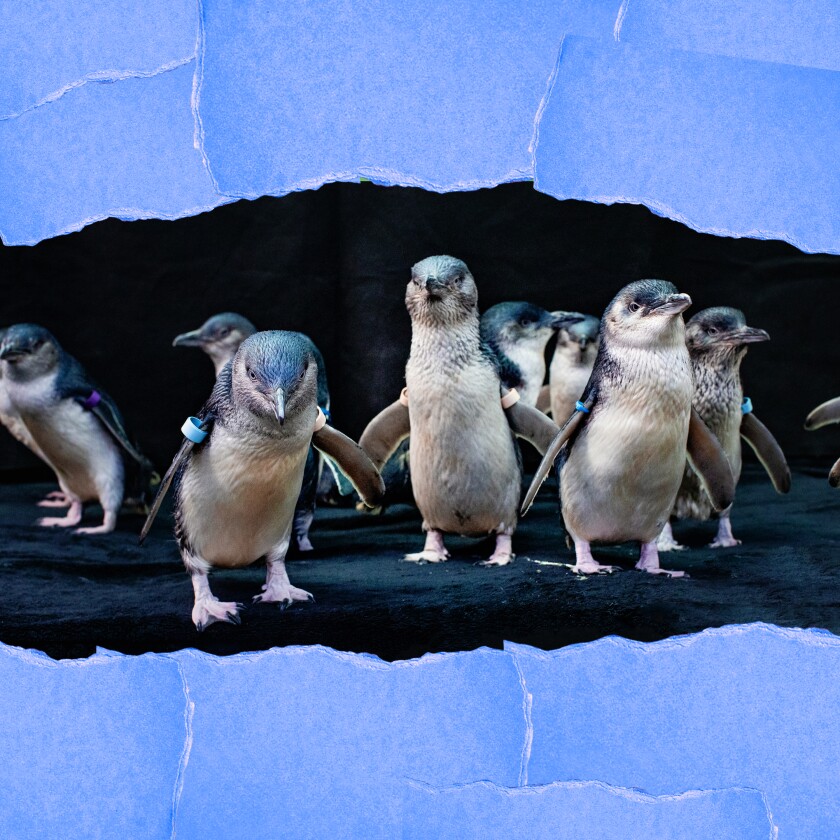 A group of about eight penguins standing on a dark rock.