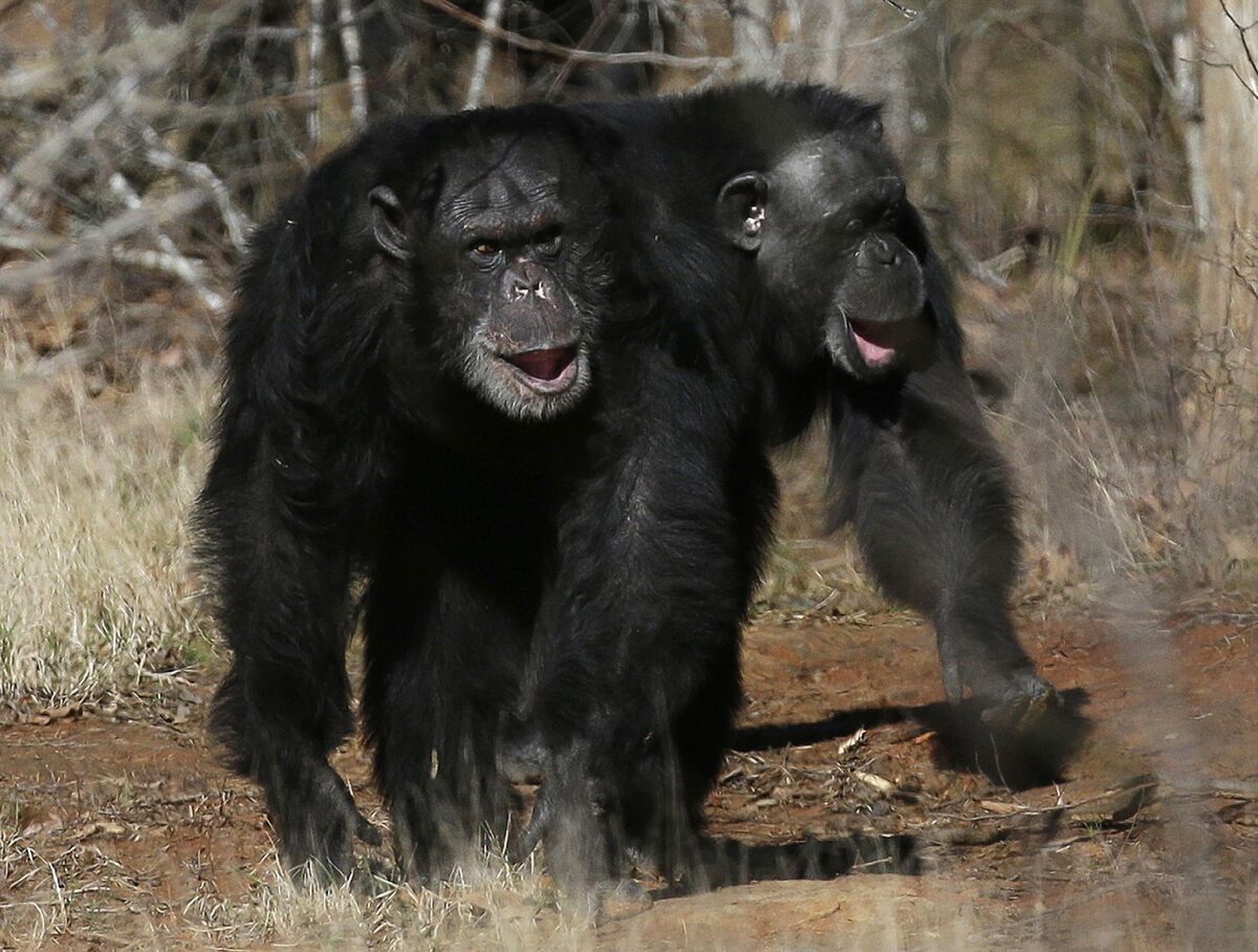 Two chimpanzees at Chimp Haven