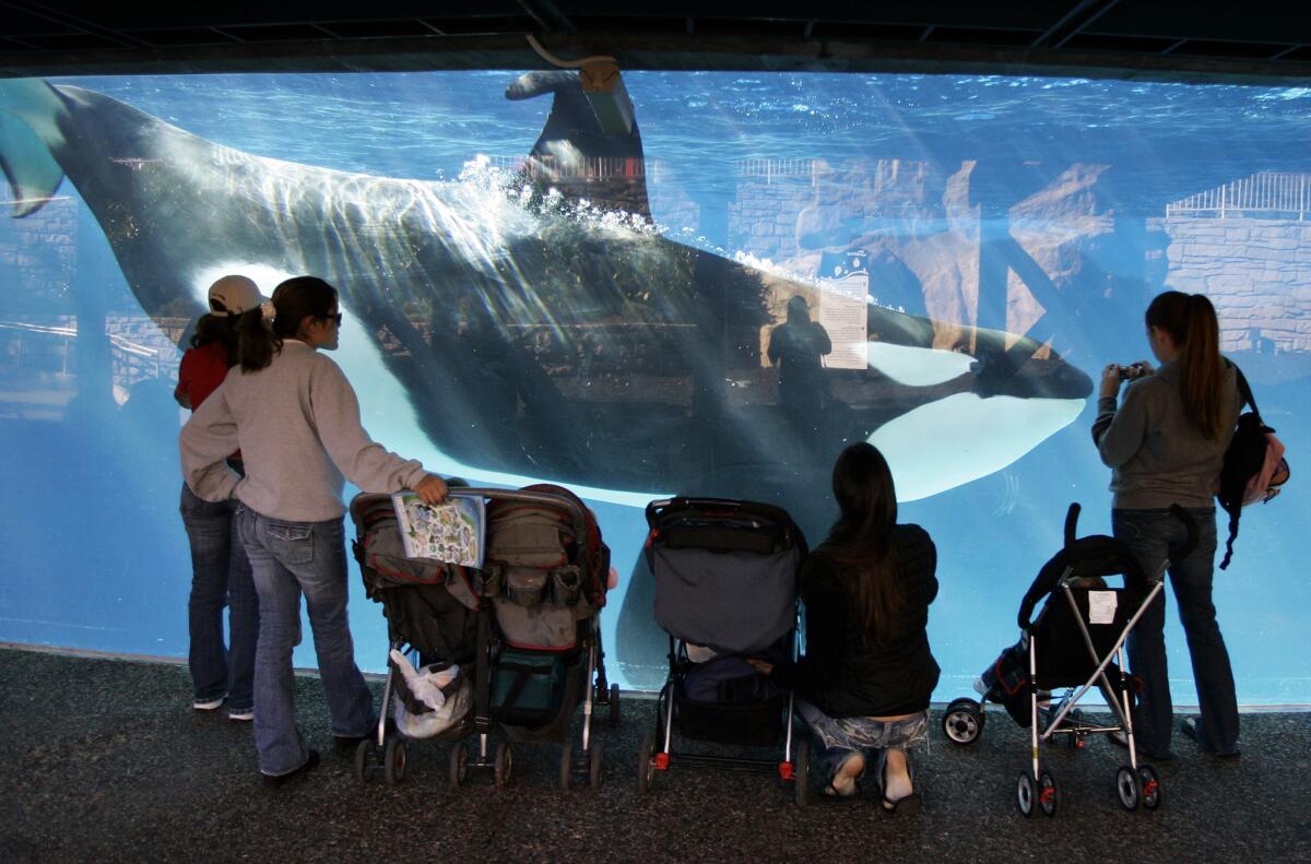 Visitors to SeaWorld San Diego in 2006 watch as an orca passes by in a display tank.