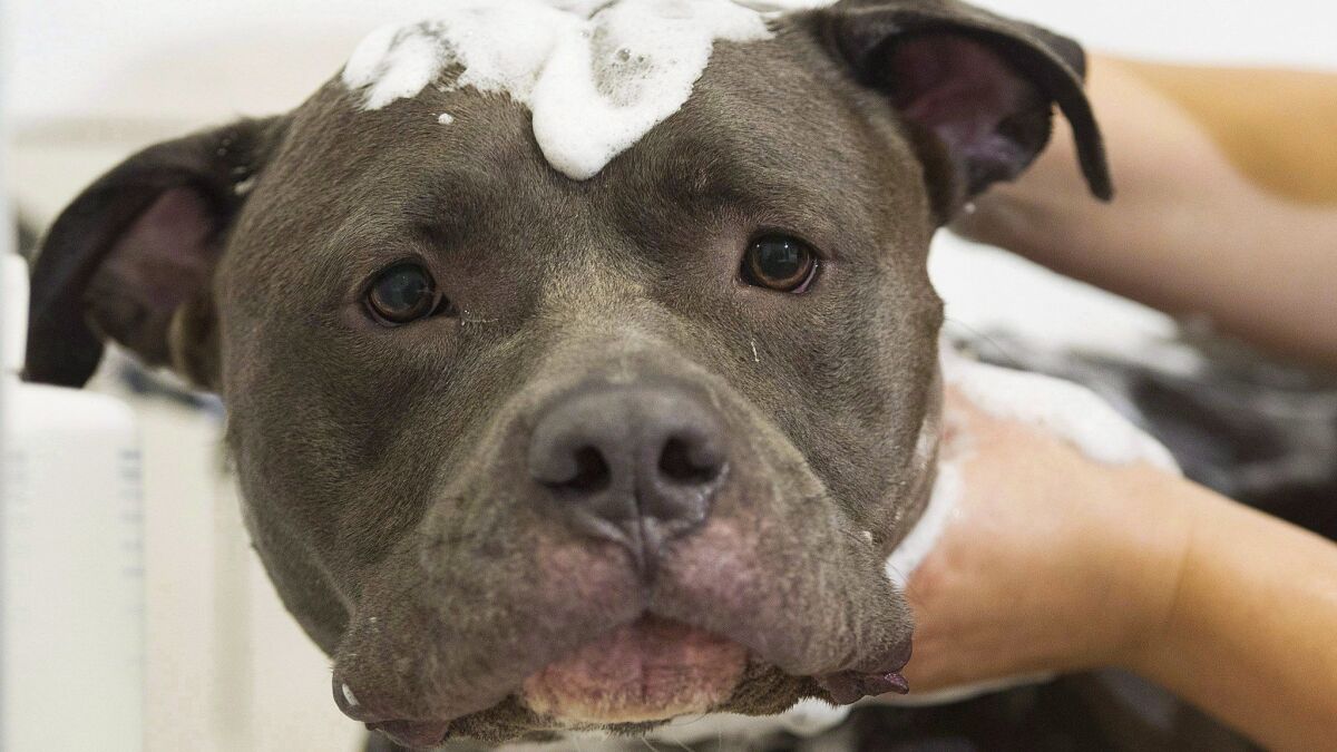 This 2016 photo shows Bless, an American pit bull terrier, being groomed in Montreal. Delta Air Lines added pit bull breeds to the animals it will no longer accept as either service animals or emotional support animals.