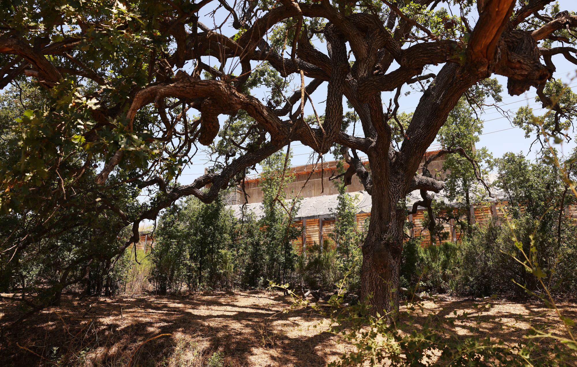 A massive oak tree partially obscures the northern wall of Wallis Annenberg's wildlife transit.